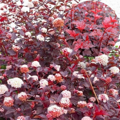 Physocarpus opulifolius 'Lady in Red' - Lodjapuulehine põisenelas 'Lady in Red' P9/0,55L